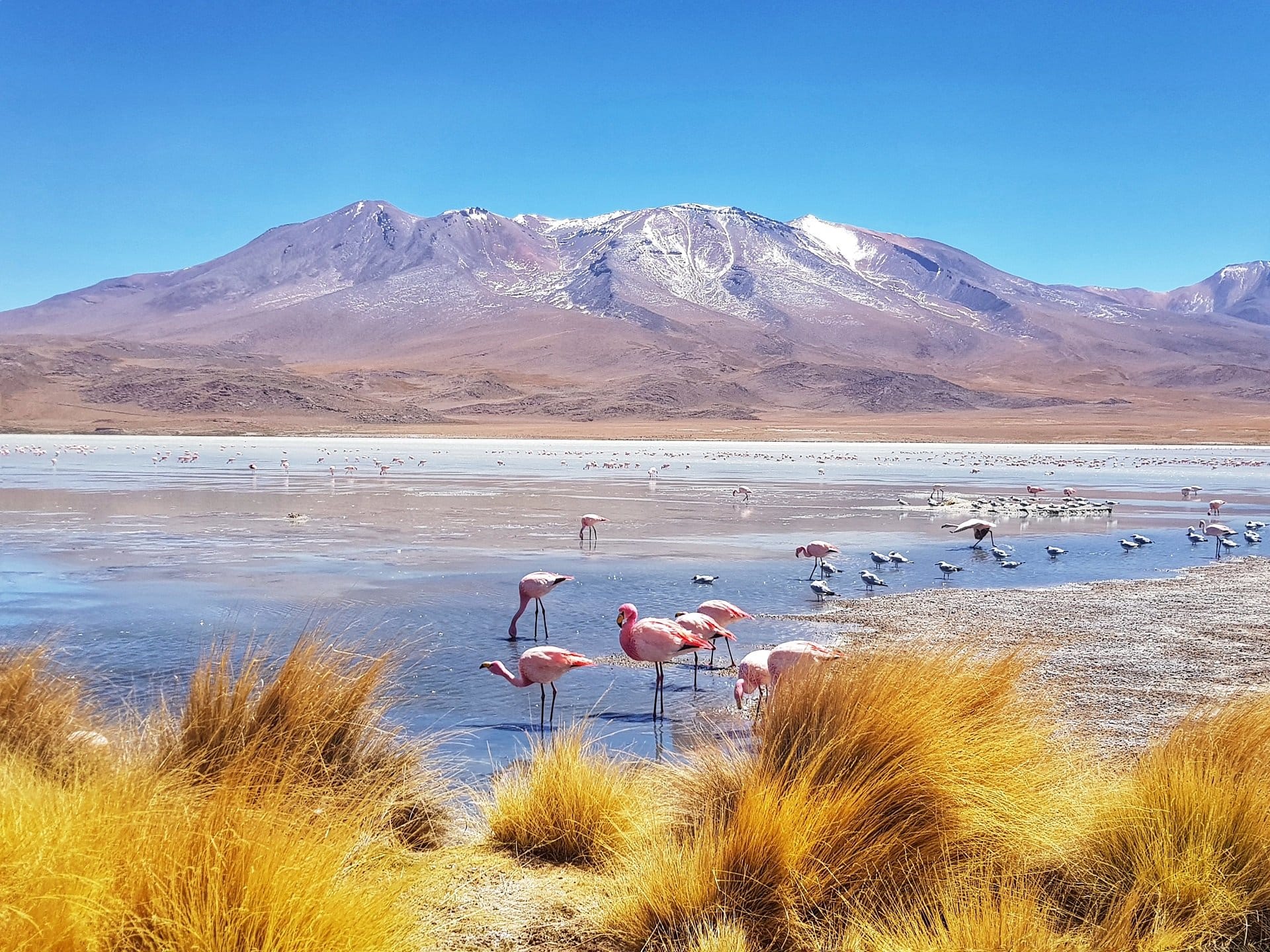 laguna fenicotteri